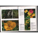 Fleurs des Tropiques