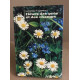 Fleurs des pres et des champs