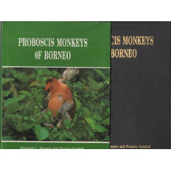 Proboscis monkeys oh Bornéo