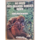 Au pays des grands singes roux